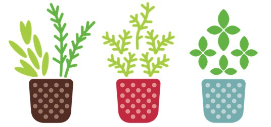 three established plants growing in bright plant pots